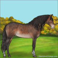 Horse Color:Brown Tobiano Appaloosa