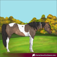 Horse Color:Brown Dun Tobiano 