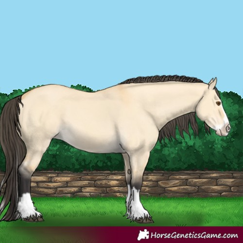 Horse Color:Buckskin Dun Splash 