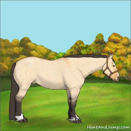 Horse Color:Unknown 