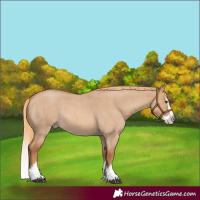 Horse Color:Red Dun Roan Splash 