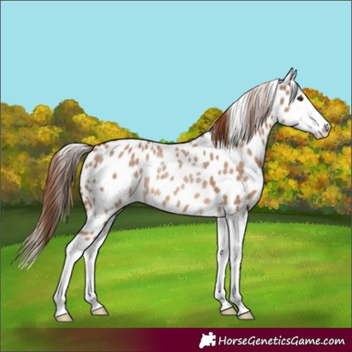 Horse Color:Red Dun Splash Appaloosa Rabicano 