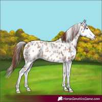 Horse Color:Red Dun Splash Appaloosa Rabicano 