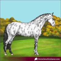 Horse Color:Blue Roan Leopard Rabicano