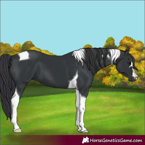 Horse Color:Black Tobiano 