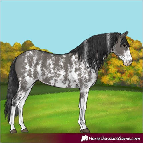 Horse Color:Grullo Sabino 