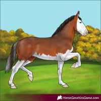 Horse Color:Bay Splash 