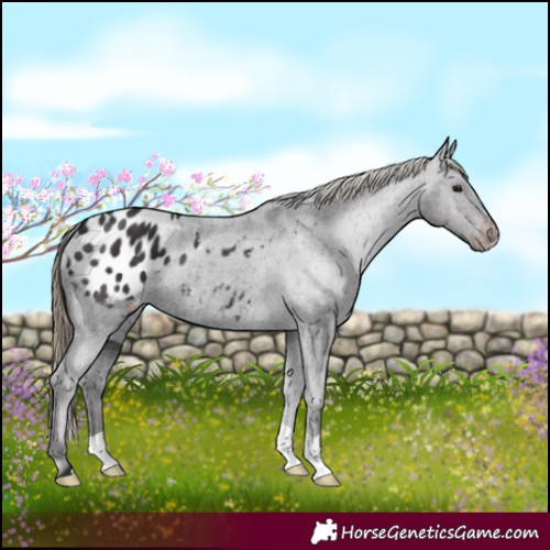 Horse Color:Smoky Black Appaloosa 