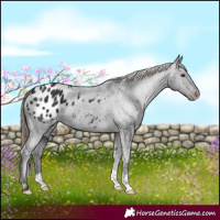 Horse Color:Smoky Black Appaloosa