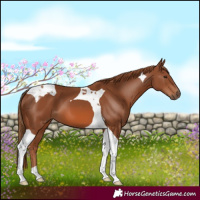 Horse Color:Chestnut Tobiano