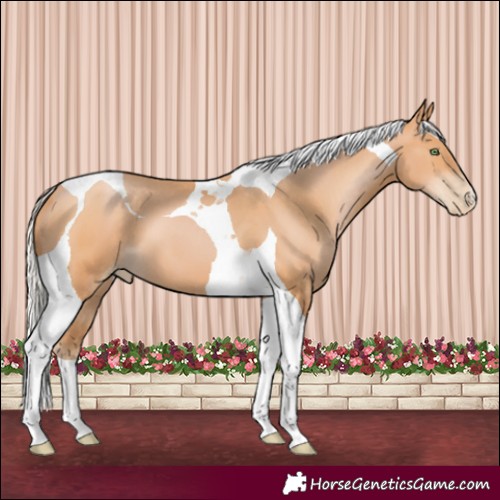 Horse Color:Silver Bay Pearl Tobiano 