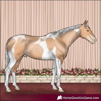 Horse Color:Silver Bay Pearl Tobiano