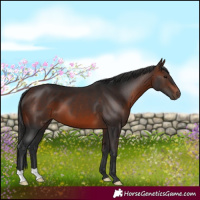 Horse Color:Brown 