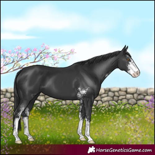 Horse Color:Black Sabino 