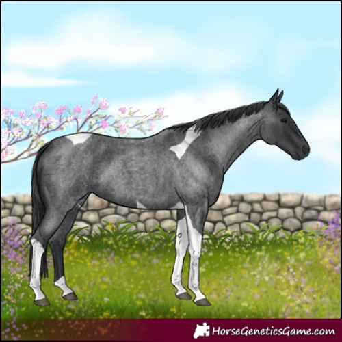 Horse Color:Blue Roan Tobiano 