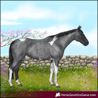Horse Color:Blue Roan Tobiano 