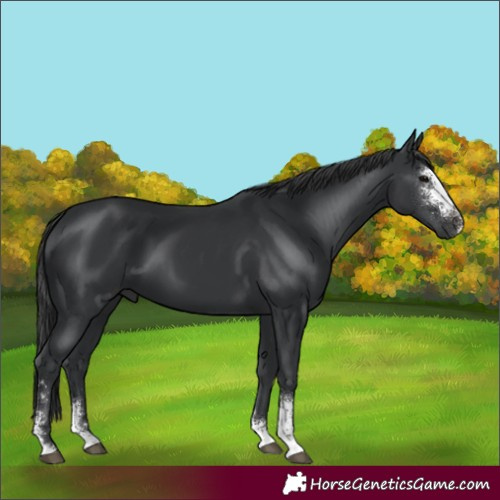 Horse Color:Black Sabino 