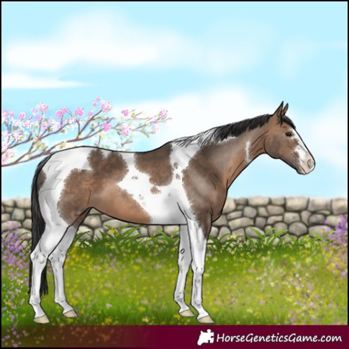 Horse Color:Brown Dun Tobiano 