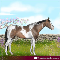 Horse Color:Brown Dun Tobiano 