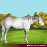 Horse Color:Gray Silver Grullo Sabino