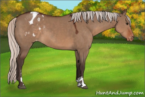Horse Color:Silver Brown Dun Sabino Appaloosa