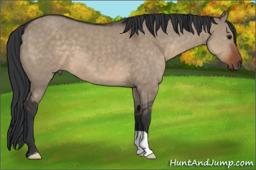 Horse Color:Brown Dun 