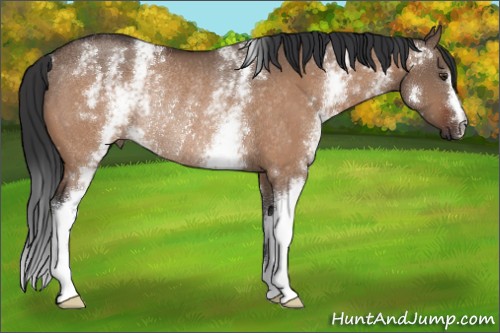 Horse Color:White Spotted Brown Dun Rabicano 