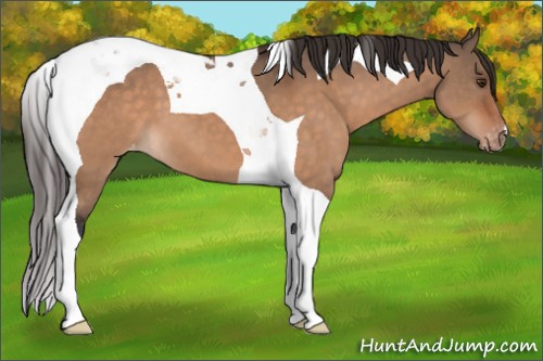 Horse Color:Brown Dun Tobiano Appaloosa