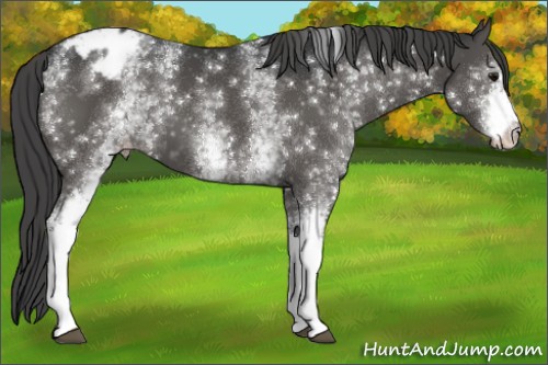 Horse Color:White Spotted Grullo Appaloosa 