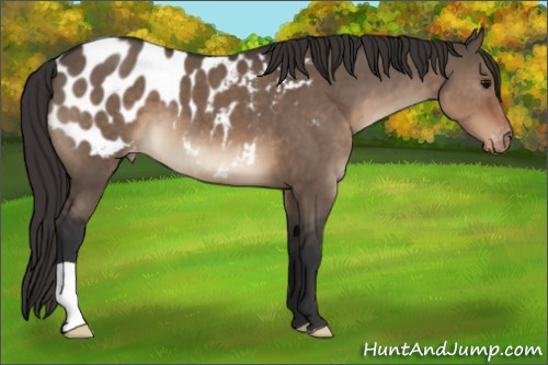Horse Color:Brown Dun Appaloosa
