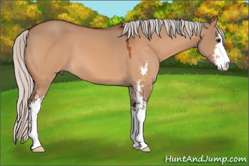 Horse Color:Silver Brown Dun Sabino