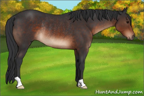 Horse Color:Brown Rabicano 