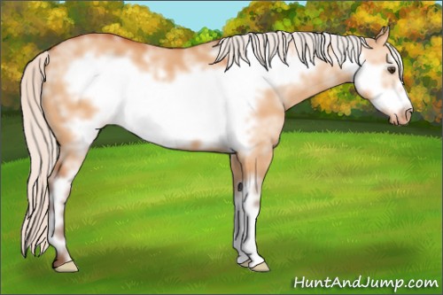 Horse Color:White Spotted Silver Bay Dun Frame Appaloosa 
