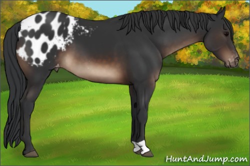 Horse Color:Brown Appaloosa