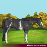 Horse Color:White Spotted Black Mushroom 
