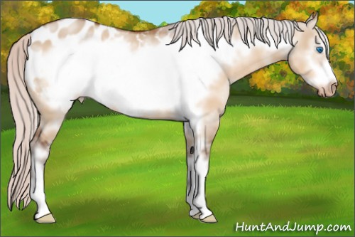 Horse Color:White Spotted Silver Brown Dun Frame Appaloosa 