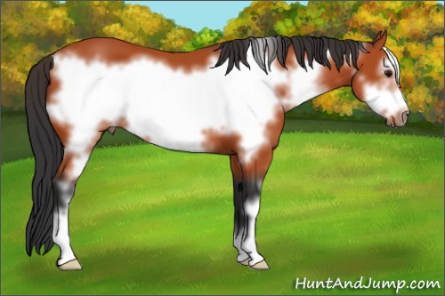 Horse Color:Bay Sabino Frame