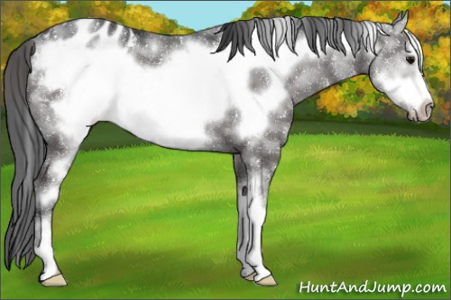 Horse Color:White Spotted Grullo Frame Appaloosa Brindle