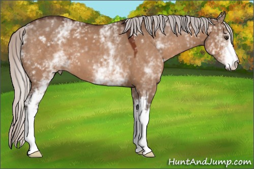 Horse Color:White Spotted Silver Brown Dun 