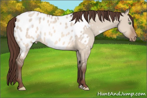 Horse Color:Sable Champagne Dun Appaloosa 