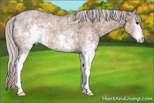 Horse Color:White Spotted Silver Brown Dun