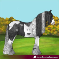 Horse Color:Black Splash Tobiano