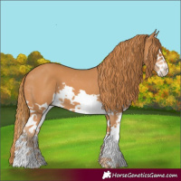 Horse Color:Chestnut Splash 