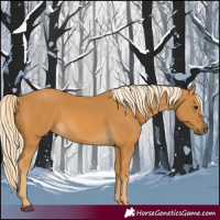 Horse Color:Palomino 