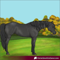Horse Color:Black 