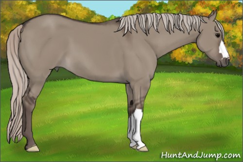 Horse Color:Silver Grullo 