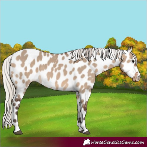Horse Color:Silver Brown Dun Leopard 
