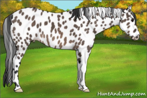 Horse Color:Brown Dun Appaloosa
