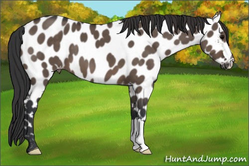 Horse Color:Brown Dun Appaloosa