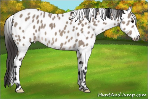 Horse Color:Brown Dun Appaloosa 